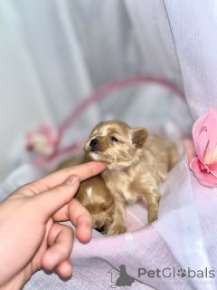 Photo №1. maltipu - for sale in the city of Abu Dhabi | 1548$ | Announcement № 163303