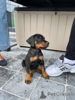 Photo №4. I will sell dobermann in the city of Vilnius. private announcement, breeder - price - 1290$