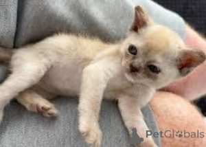 Photo №2 to announcement № 163443 for the sale of burmese cat - buy in Austria private announcement, breeder