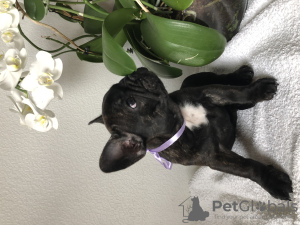 Photo №4. I will sell french bulldog in the city of Daugavpils. breeder - price - negotiated