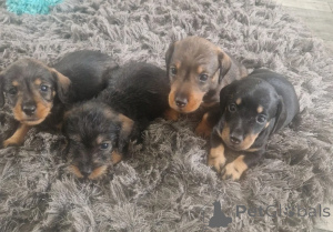 Photo №1. dachshund - for sale in the city of Graz | 413$ | Announcement № 171476