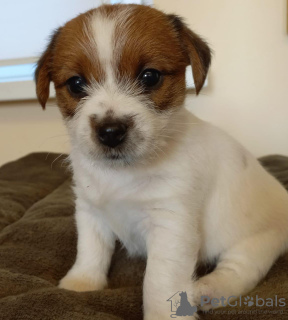 Additional photos: Jack Russell Terrier puppies