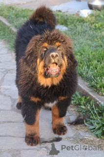 Photo №4. I will sell english mastiff in the city of Gornji Milanovac. breeder - price - negotiated