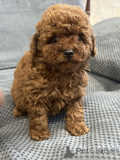 Photo №1. poodle (toy) - for sale in the city of Kiev | 1858$ | Announcement № 159960