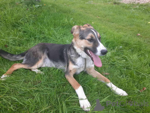 Photo №1. non-pedigree dogs - for sale in the city of Minsk | Is free | Announcement № 174110