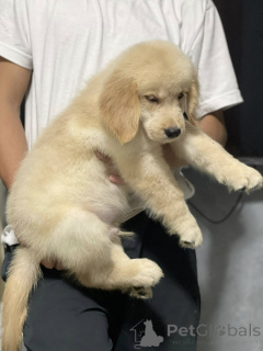 Photo №3. Adorables chiots Golden Retriever cherchent des familles aimantes.. France