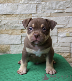 Photo №3. American Bully Pocket puppies. Russian Federation