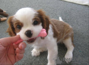 Photo №1. cavalier king charles spaniel - for sale in the city of Cologne | negotiated | Announcement № 109155