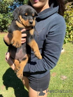 Photo №1. rottweiler - for sale in the city of Гамбург | 264$ | Announcement № 124496