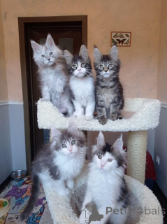 Photo №2 to announcement № 146001 for the sale of maine coon - buy in United Kingdom private announcement