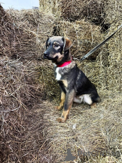 Photo №2 to announcement № 139213 for the sale of non-pedigree dogs - buy in Russian Federation 