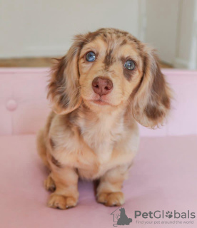 Photo №4. I will sell dachshund in the city of Dusseldorf. private announcement, from nursery, from the shelter, breeder - price - negotiated