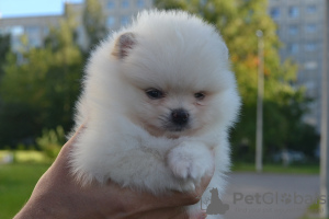 Photo №2 to announcement № 62850 for the sale of  - buy in Russian Federation breeder