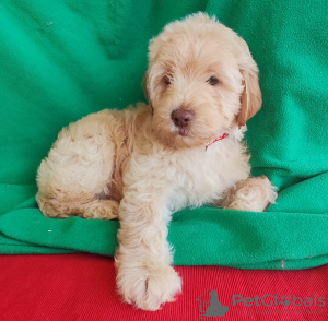 Photo №2 to announcement № 92871 for the sale of labradoodle - buy in Montenegro breeder