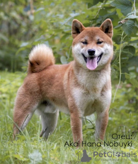 Photo №1. shiba inu - for sale in the city of Москва | negotiated | Announcement № 8237