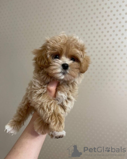 Additional photos: stunning F1 maltipoo puppies.