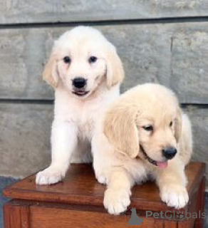 Photo №1. golden retriever - for sale in the city of Bern | 310$ | Announcement № 160250