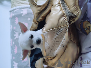 Photo №3. Mini Chihua. Germany