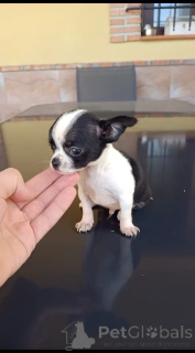 Photo №1. chihuahua - for sale in the city of Quebec City | negotiated | Announcement № 168094