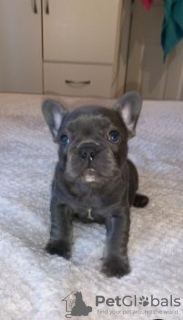 Photo №1. french bulldog - for sale in the city of Kishinev | negotiated | Announcement № 124369