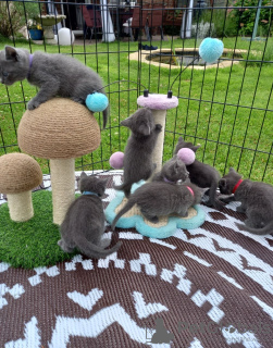 Photo №1. russian blue - for sale in the city of St. Petersburg | 317$ | Announcement № 36784
