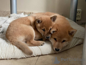 Photo №2 to announcement № 33082 for the sale of shiba inu - buy in Ukraine from nursery, breeder