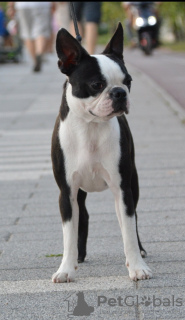 Photo №1. boston terrier - for sale in the city of Belgrade | negotiated | Announcement № 115371