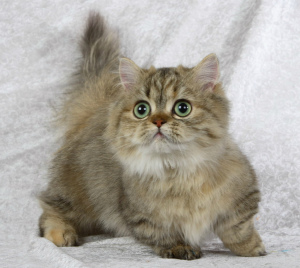 Photo №1. minuet cat longhair - for sale in the city of Varna | 700$ | Announcement № 699