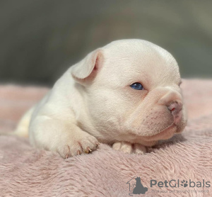 Additional photos: French Bulldog Puppies