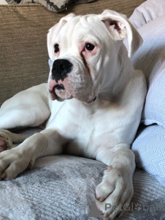 Photo №4. I will sell boxer in the city of Limbourg. private announcement, breeder - price - 516$