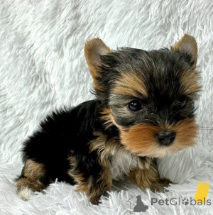 Photo №2 to announcement № 166193 for the sale of yorkshire terrier - buy in Spain breeder