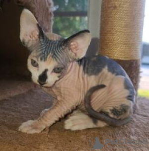 Photo №1. sphynx-katze - for sale in the city of Görlitz | negotiated | Announcement № 123653