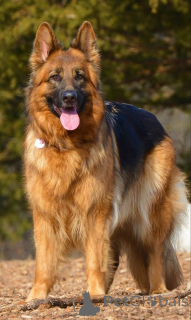 Photo №2 to announcement № 168812 for the sale of german shepherd - buy in United States private announcement