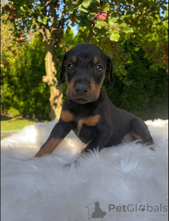 Photo №4. I will sell dobermann in the city of Berlin. private announcement - price - Is free