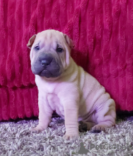 Additional photos: Shar Pei babies