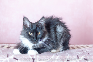Photo №1. maine coon - for sale in the city of Ryazan | negotiated | Announcement № 7066