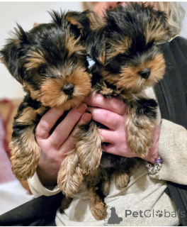 Photo №1. yorkshire terrier - for sale in the city of Gräsa | negotiated | Announcement № 162098