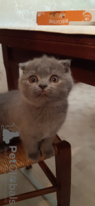 Photo №2 to announcement № 19725 for the sale of scottish fold - buy in France private announcement