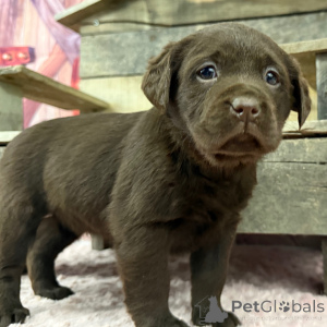 Photo №1. labrador retriever - for sale in the city of City of London | 310$ | Announcement № 163937