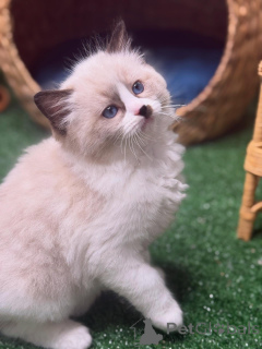 Photo №3. Soft, sweet, and full of sunshine Daisy will brighten every corner of your. Sweden