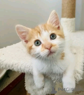 Photo №2 to announcement № 160941 for the sale of domestic cat - buy in Finland private announcement, breeder