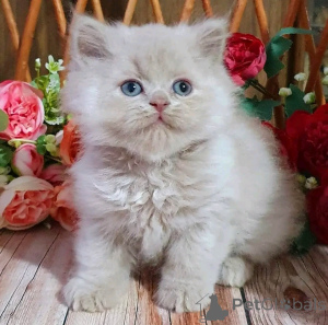 Photo №2 to announcement № 169610 for the sale of british shorthair - buy in Germany private announcement