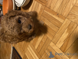 Photo №2 to announcement № 145000 for the sale of poodle (dwarf) - buy in Switzerland private announcement