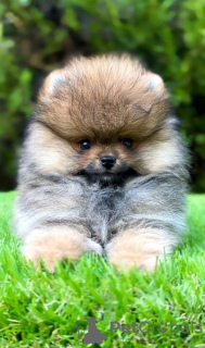 Photo №1. pomeranian - for sale in the city of Belgrade | negotiated | Announcement № 110303