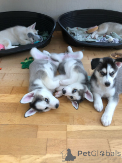 Photo №3. Freya and Kylo Had Eight Beautiful Huskies Puppies.. Germany
