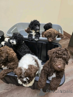Photo №4. I will sell labradoodle in the city of Berlin. private announcement, breeder - price - 941$