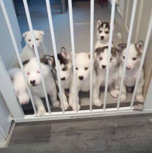 Photo №3. Alaskan Malamute puppies. Belgium