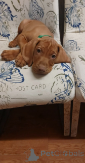 Photo №2 to announcement № 166495 for the sale of vizsla - buy in Germany private announcement