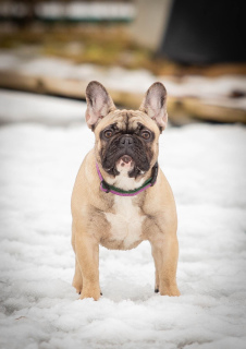 Photo №1. french bulldog - for sale in the city of Rybinsk | 683$ | Announcement № 5789