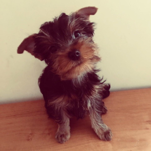 Photo №1. yorkshire terrier - for sale in the city of Москва | 265$ | Announcement № 2492